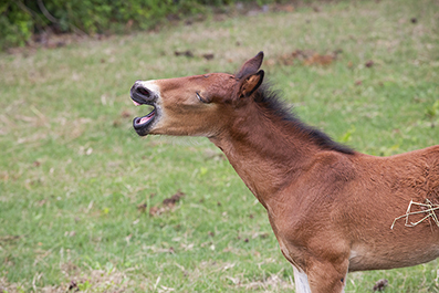 Chincoteague Wild Ponies : Personal Photo Projects : Photos : Richard Moore : Photographer